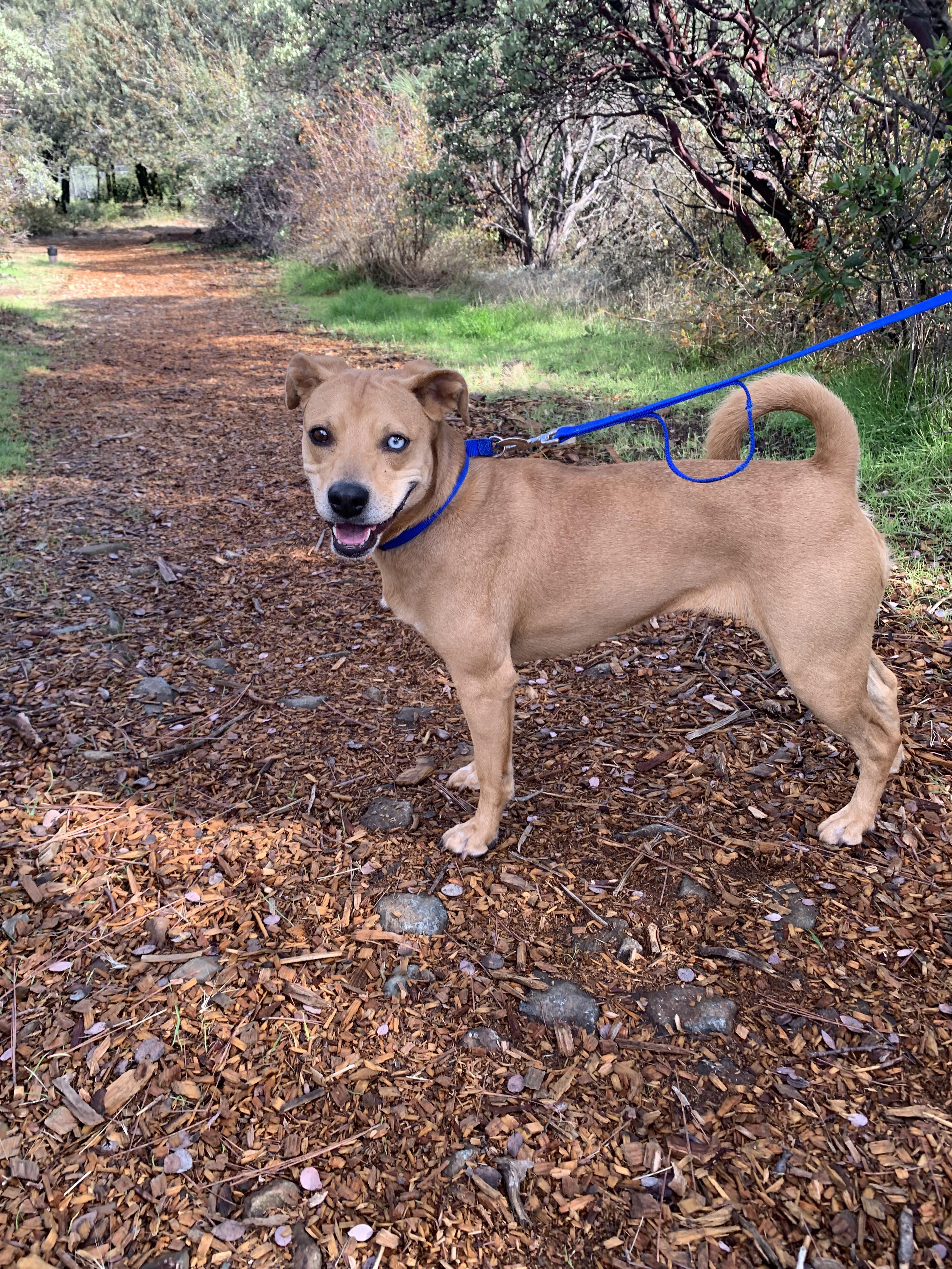 Bette Tattler, a Adoptable mixed breed in Grass Valley, CA image 5/6