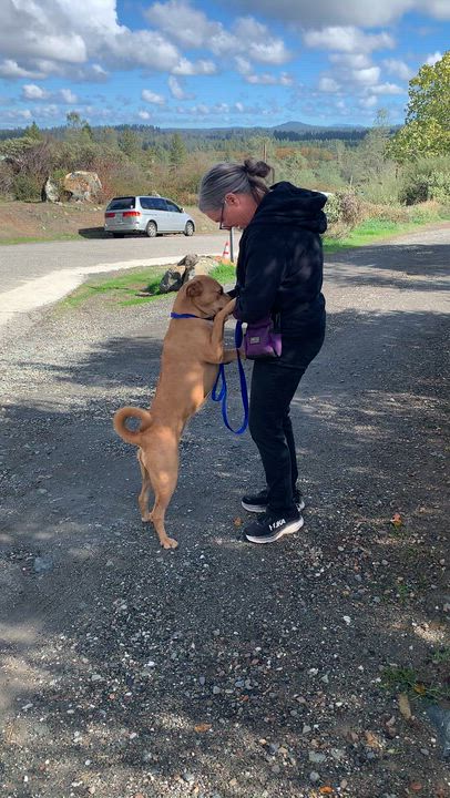 Enlarge Bette Tattler, a Adoptable mixed breed in Grass Valley, CA video 6/6