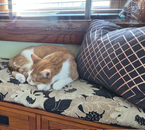 Rex, Adoptable, Adult Male Domestic Short Hair.