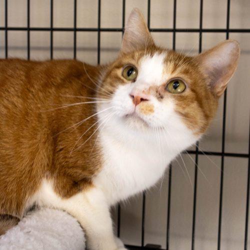 Rex, a Adoptable Domestic Short Hair in Kenosha, WI image 2/6