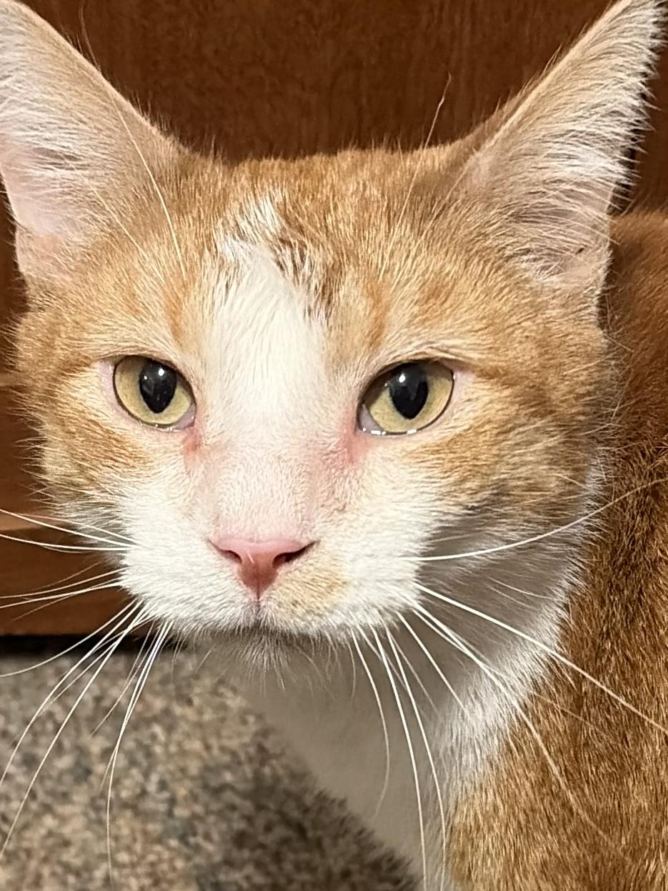 Rex, Adoptable, Adult Male Domestic Short Hair.
