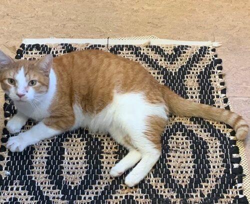 Rex, Adoptable, Adult Male Domestic Short Hair.