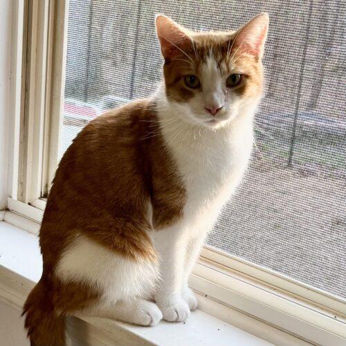 Enlarge Rex, a Adoptable Domestic Short Hair in Kenosha, WI image 2/6