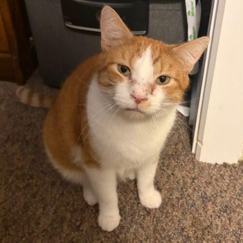 Enlarge Rex, a Adoptable Domestic Short Hair in Kenosha, WI image 3/6