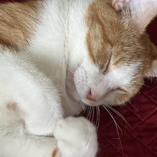 Enlarge Rex, a Adoptable Domestic Short Hair in Kenosha, WI image 4/6