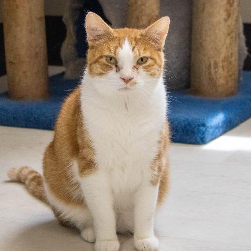 Rex, a Adoptable Domestic Short Hair in Kenosha, WI image 6/6