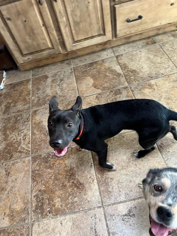Macy, an adoptable Bull Terrier in Pinedale, WY, 82941 | Photo Image 3