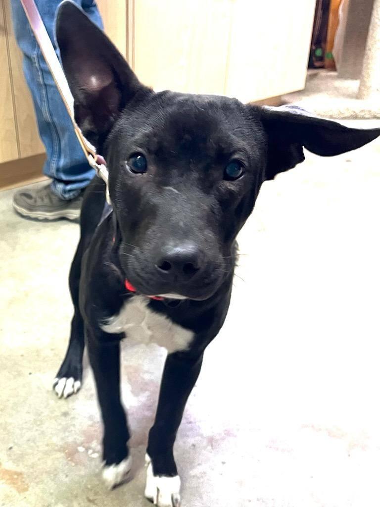 Macy, an adoptable Bull Terrier in Pinedale, WY, 82941 | Photo Image 1