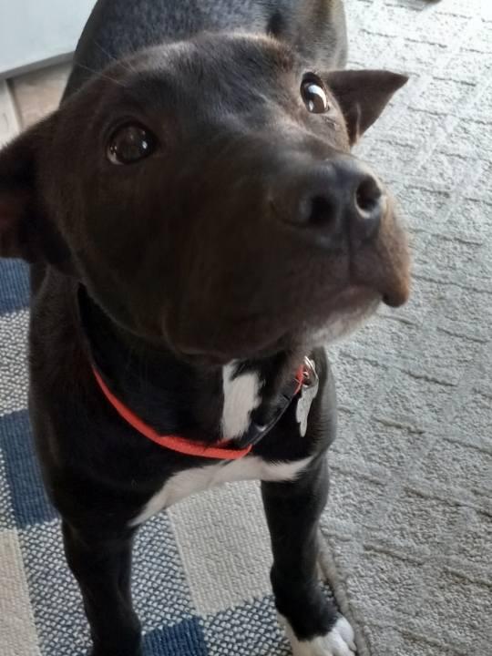 Macy, an adoptable Bull Terrier in Pinedale, WY, 82941 | Photo Image 2