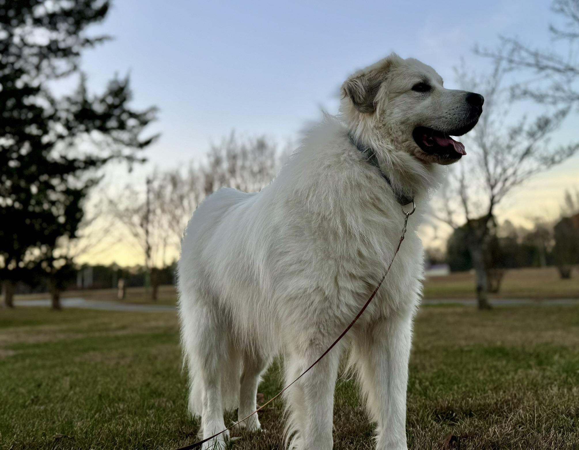 Enlarge Ashe, an adopted Great Pyrenees in Spartanburg, SC image 2/5