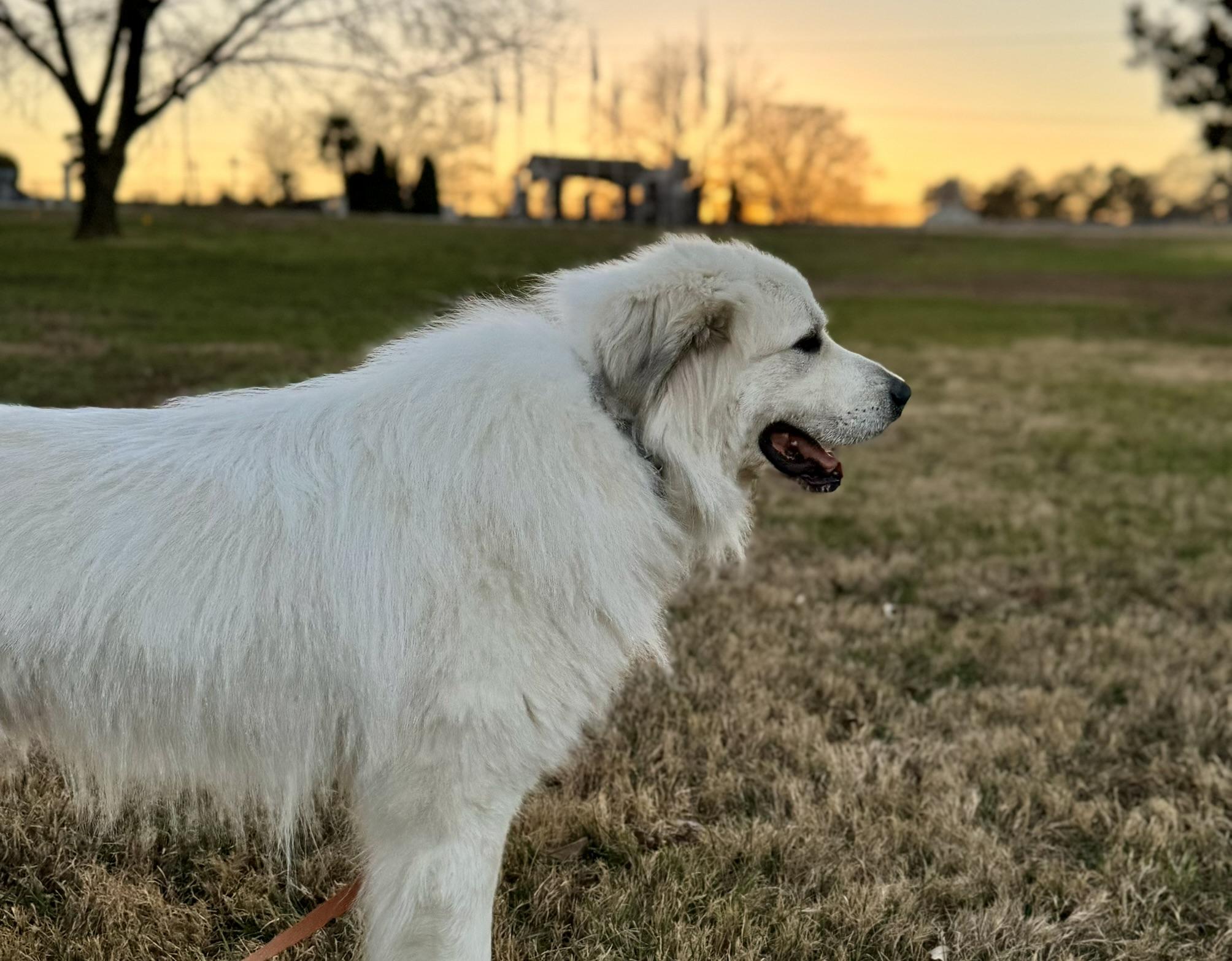 Enlarge Ashe, an adopted Great Pyrenees in Spartanburg, SC image 4/5