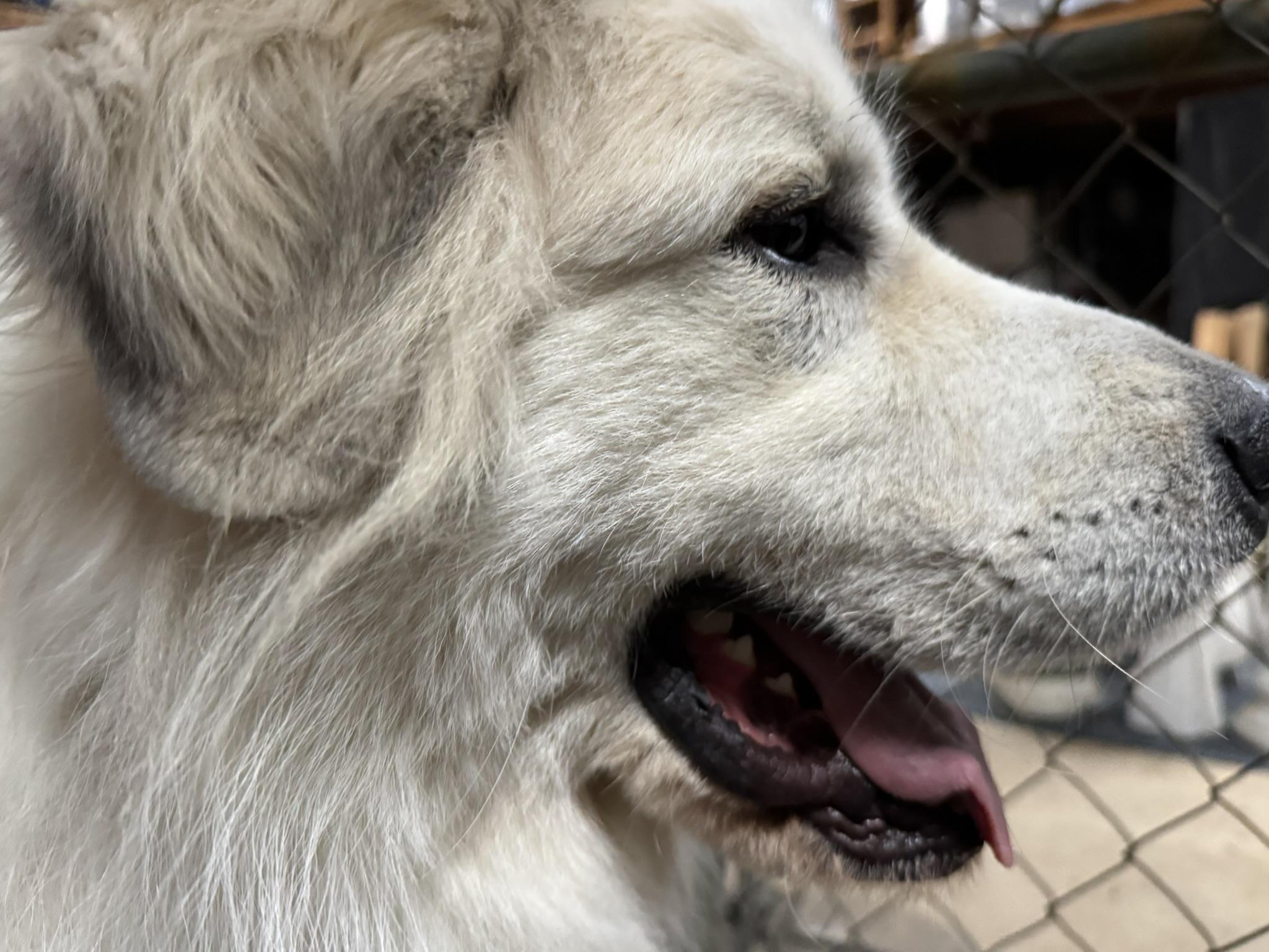 Enlarge Ashe, an adopted Great Pyrenees in Spartanburg, SC image 5/5