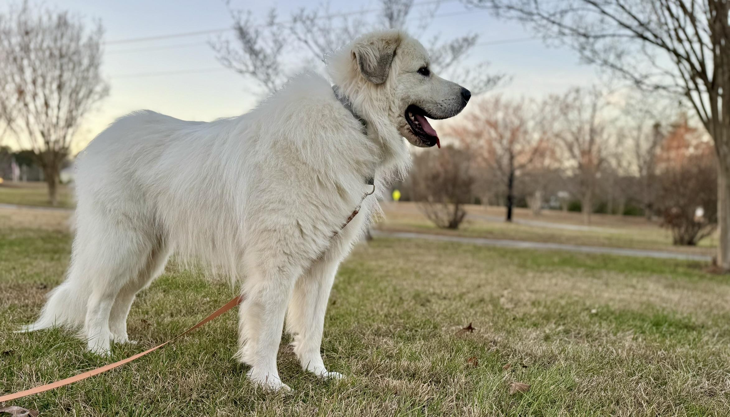 Enlarge Ashe, an adopted Great Pyrenees in Spartanburg, SC image 1/5
