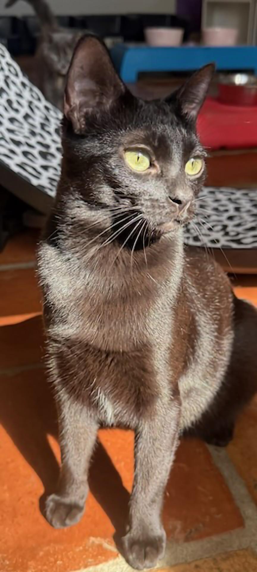 Jellybean, ADOPTABLE, Young Female Domestic Short Hair.