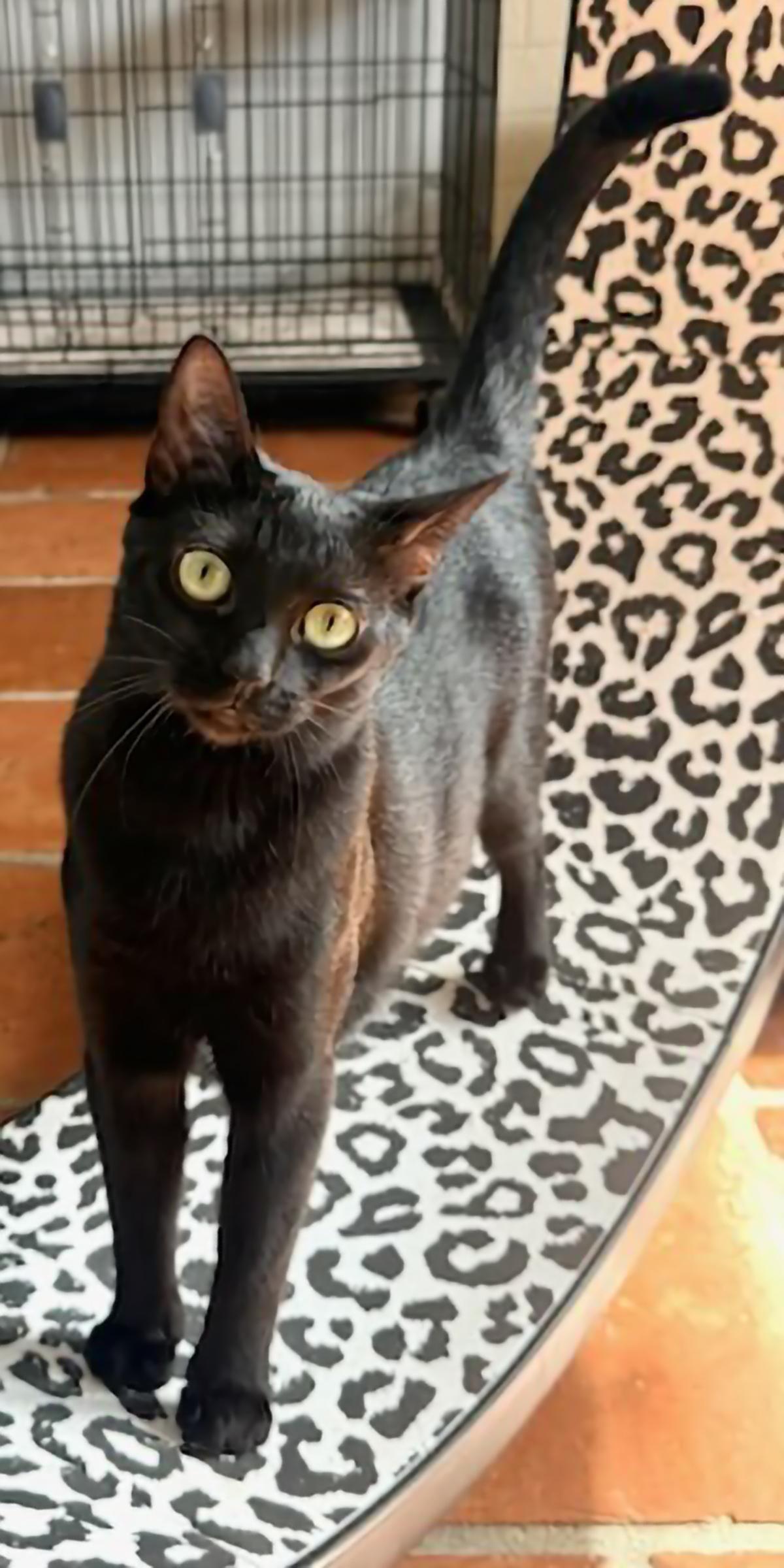 Jellybean, a ADOPTABLE Domestic Short Hair in Scottsdale, AZ image 2/6