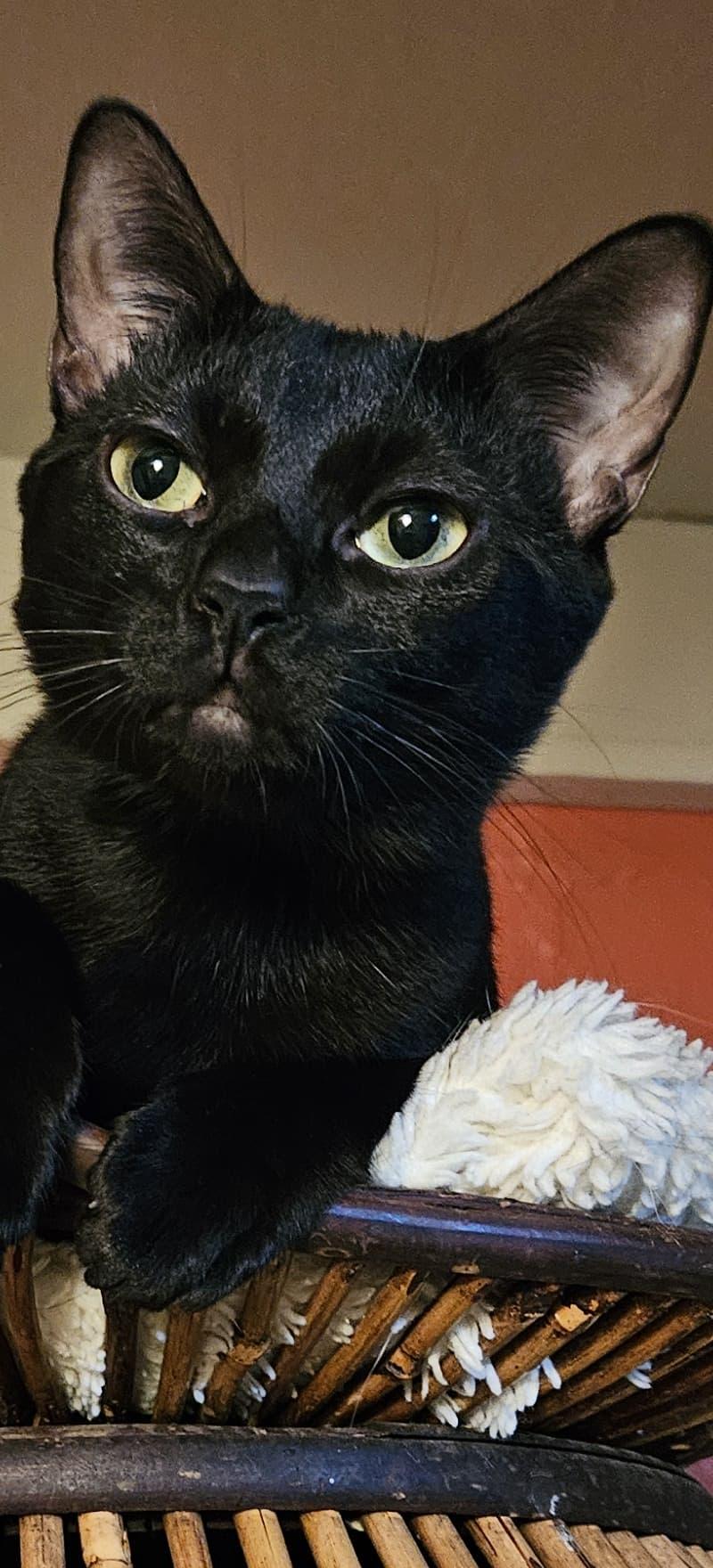 Jellybean, a ADOPTABLE Domestic Short Hair in Scottsdale, AZ image 3/6