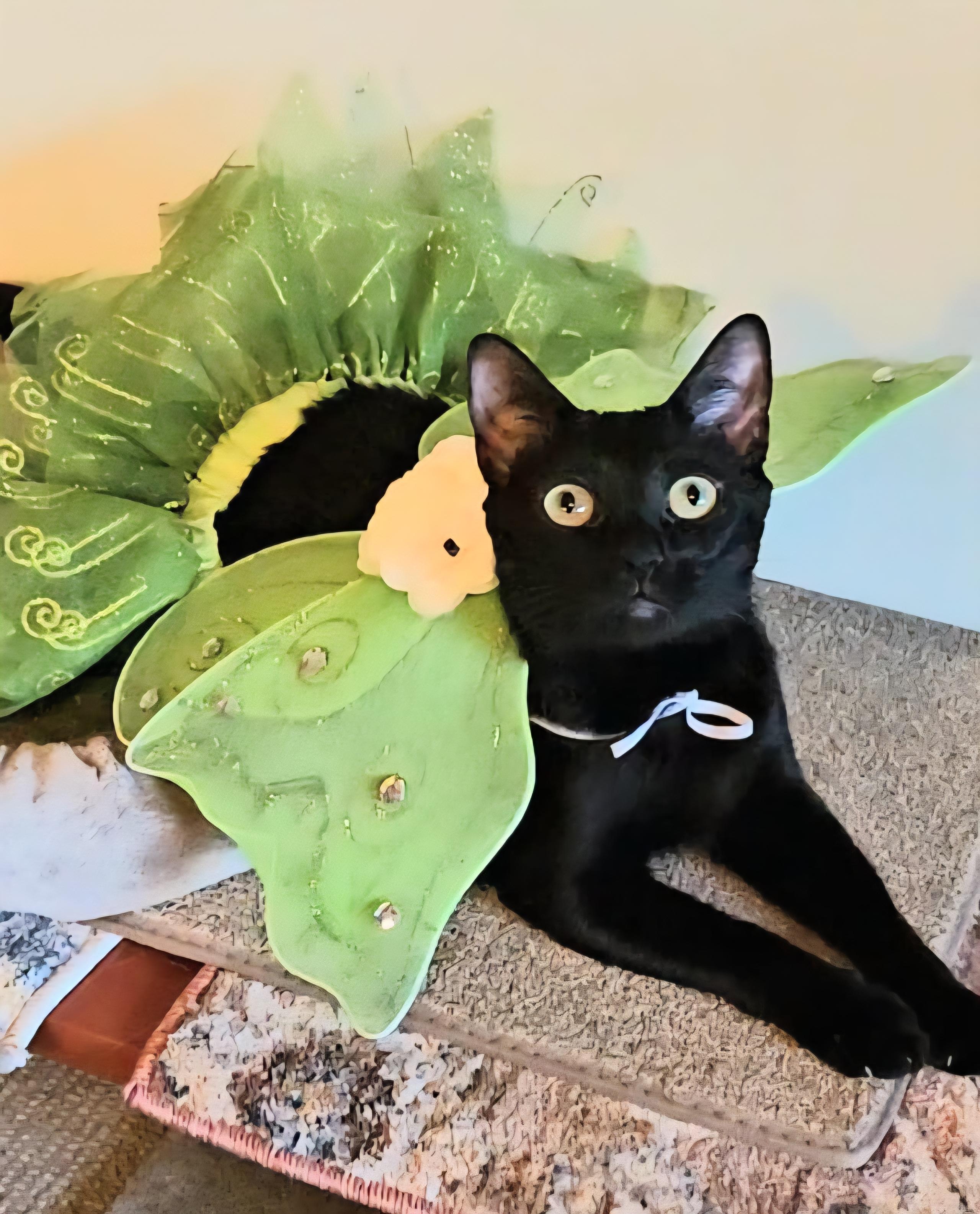 Jellybean, a ADOPTABLE Domestic Short Hair in Scottsdale, AZ image 4/6