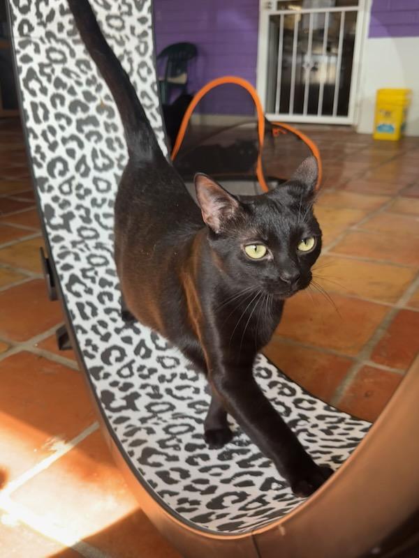 Jellybean, a ADOPTABLE Domestic Short Hair in Scottsdale, AZ image 5/6