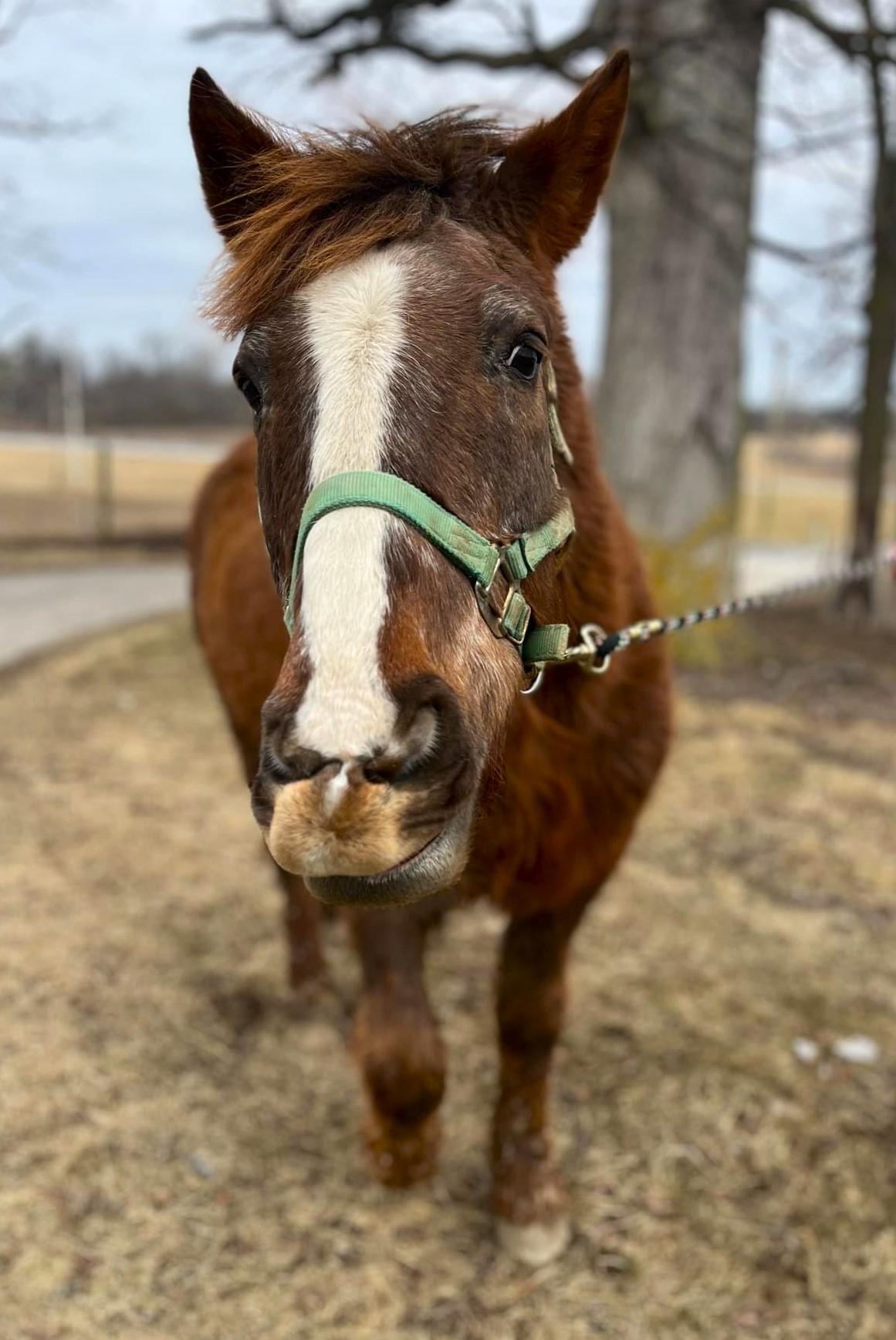 Scamp, a Adoptable mixed breed in Upper Sandusky, OH image 2/3