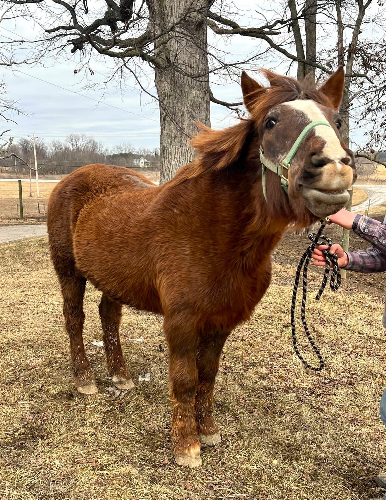 Scamp, a Adoptable mixed breed in Upper Sandusky, OH image 3/3