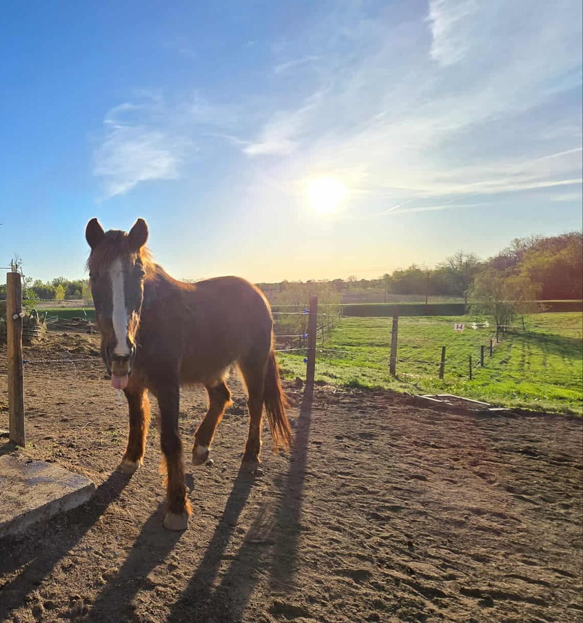 Scamp, Adoptable, Senior Male Mustang.