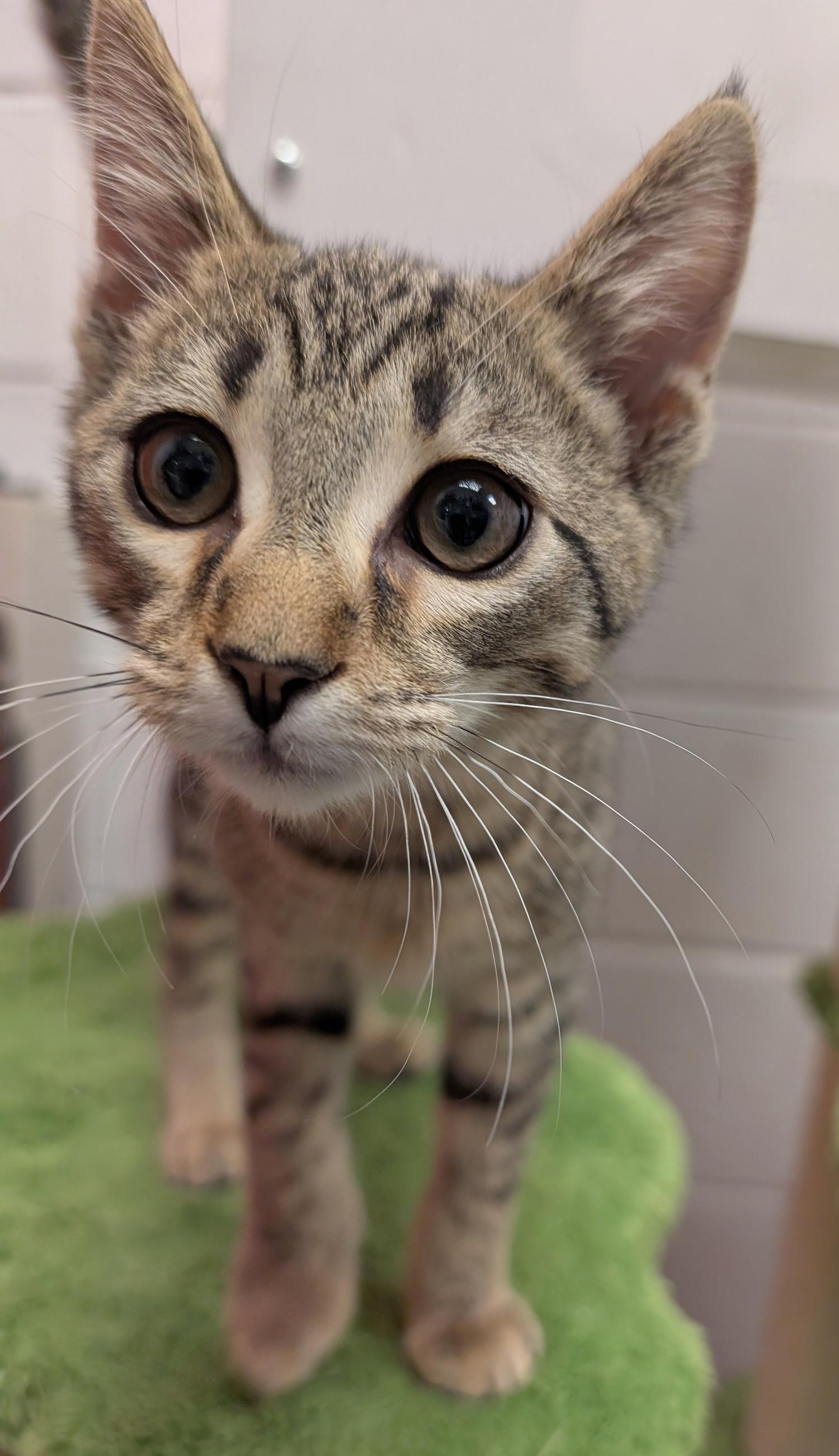 Luke, a Adoptable Domestic Short Hair in Smithfield, NC image 1/6