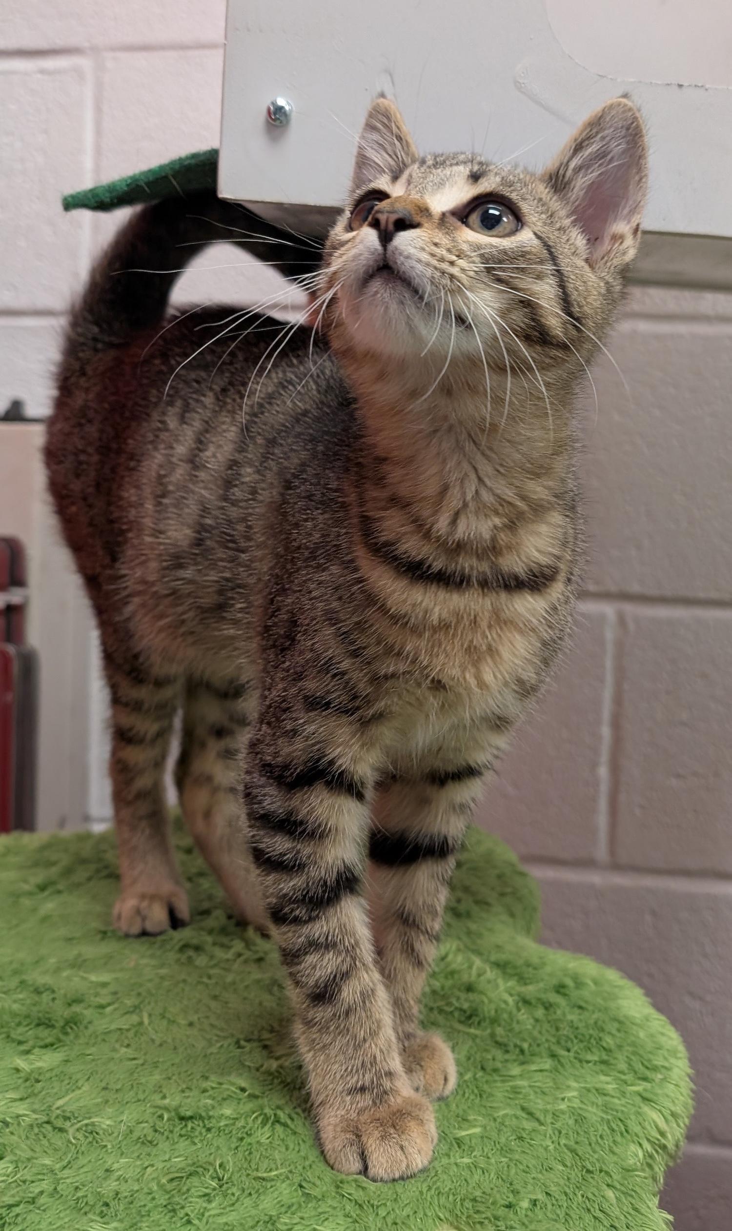 Luke, a Adoptable Domestic Short Hair in Smithfield, NC image 2/6