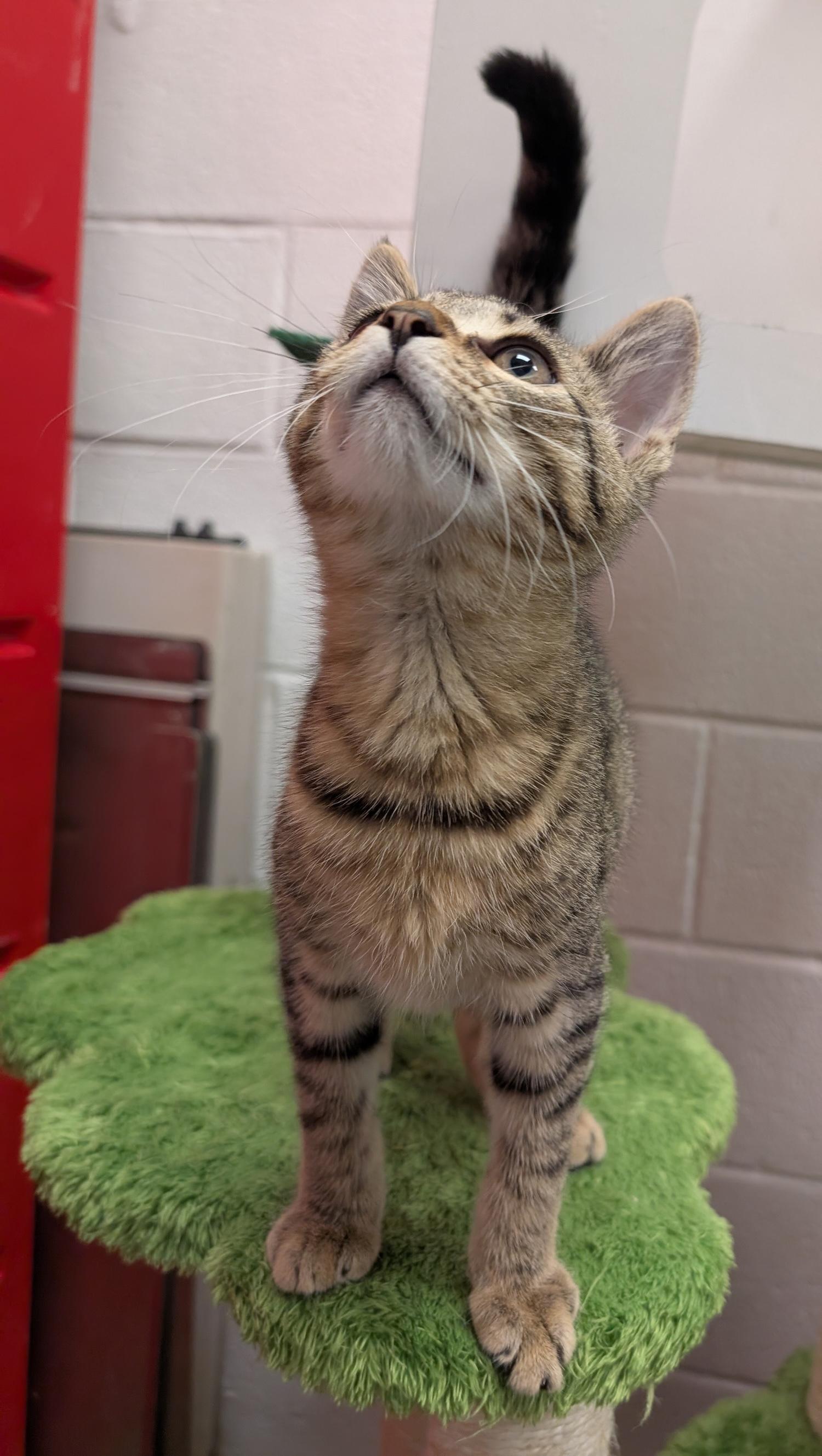 Luke, a Adoptable Domestic Short Hair in Smithfield, NC image 3/6