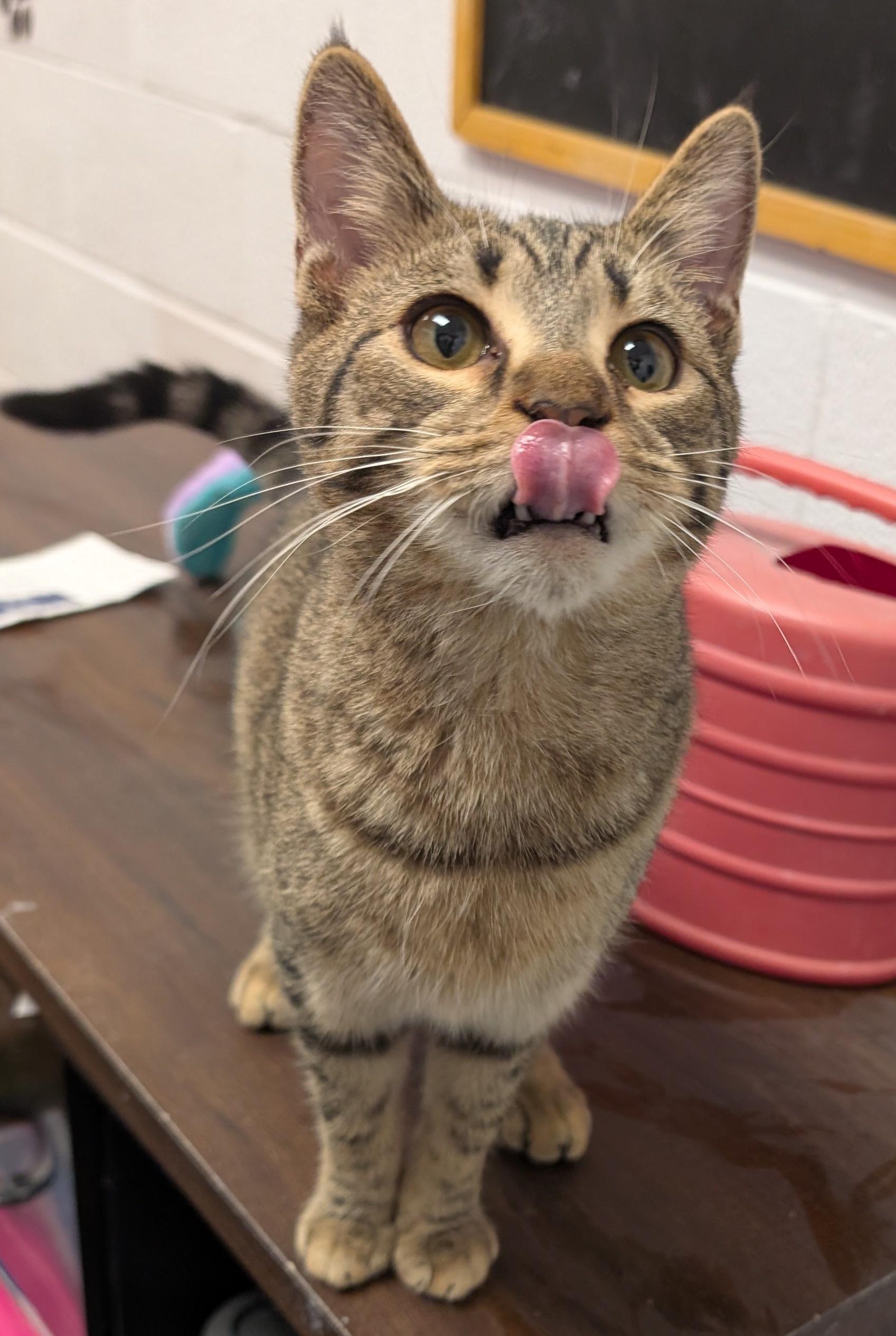 Luke, Adoptable, Kitten Male Domestic Short Hair.