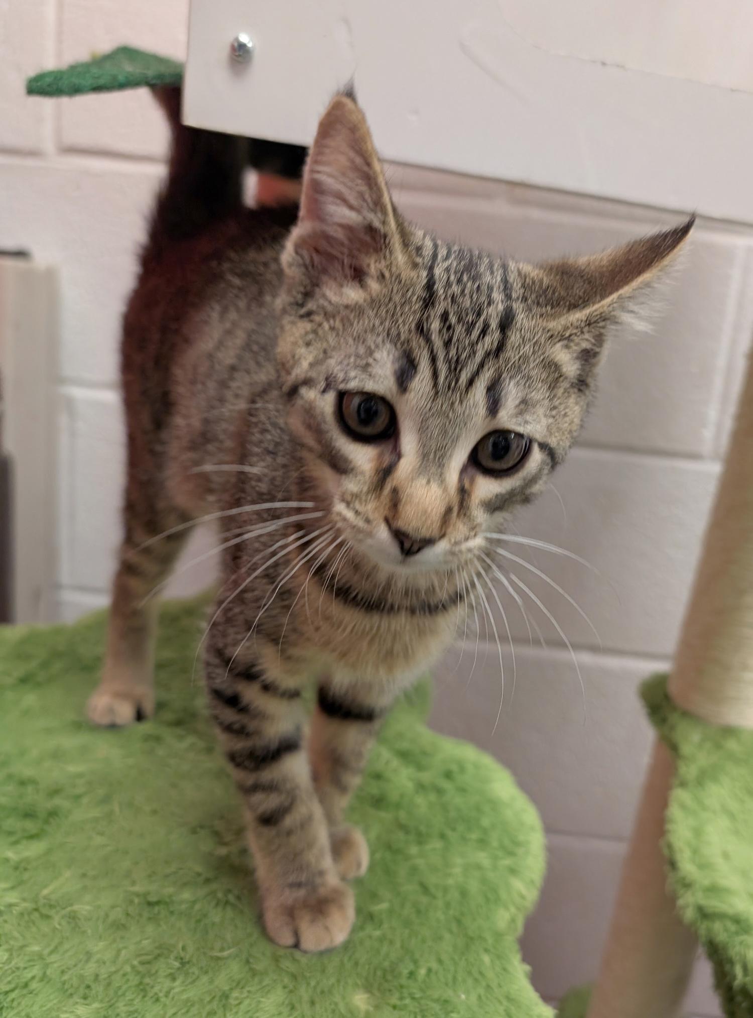 Luke, a Adoptable Domestic Short Hair in Smithfield, NC image 4/6
