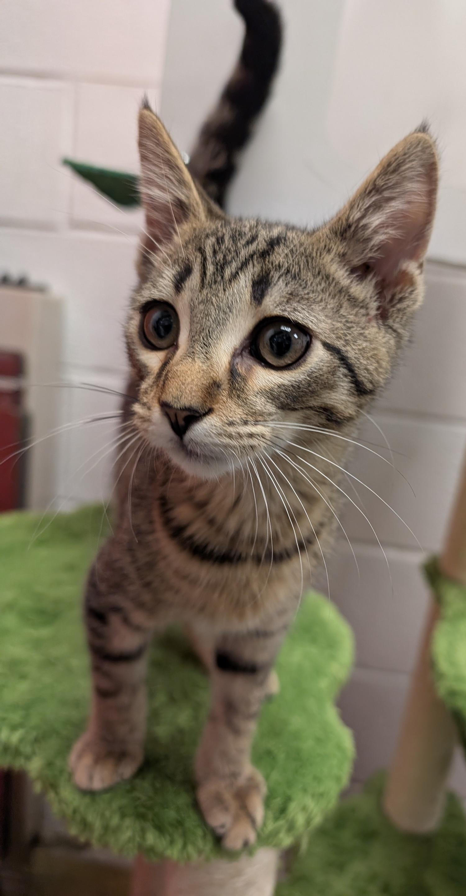 Luke, a Adoptable Domestic Short Hair in Smithfield, NC image 5/6