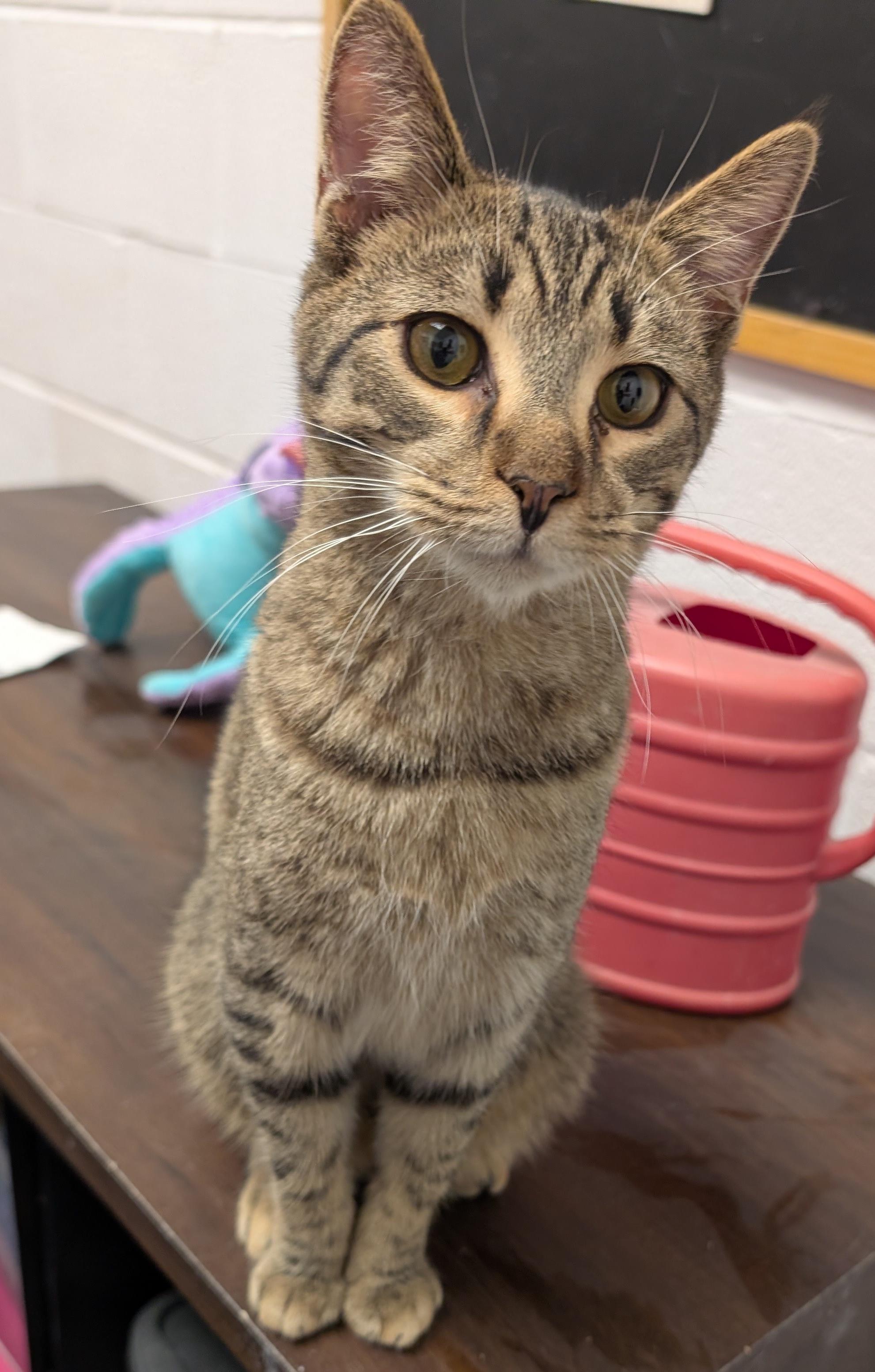 Enlarge Luke, a Adoptable Domestic Short Hair in Smithfield, NC image 5/5