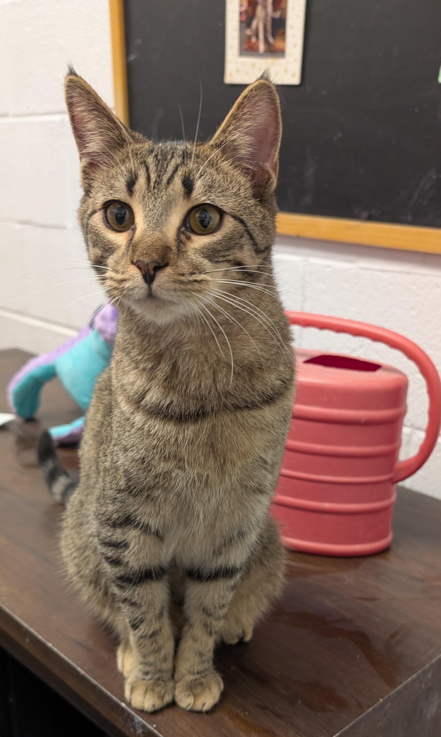Enlarge Luke, a Adoptable Domestic Short Hair in Smithfield, NC image 4/5