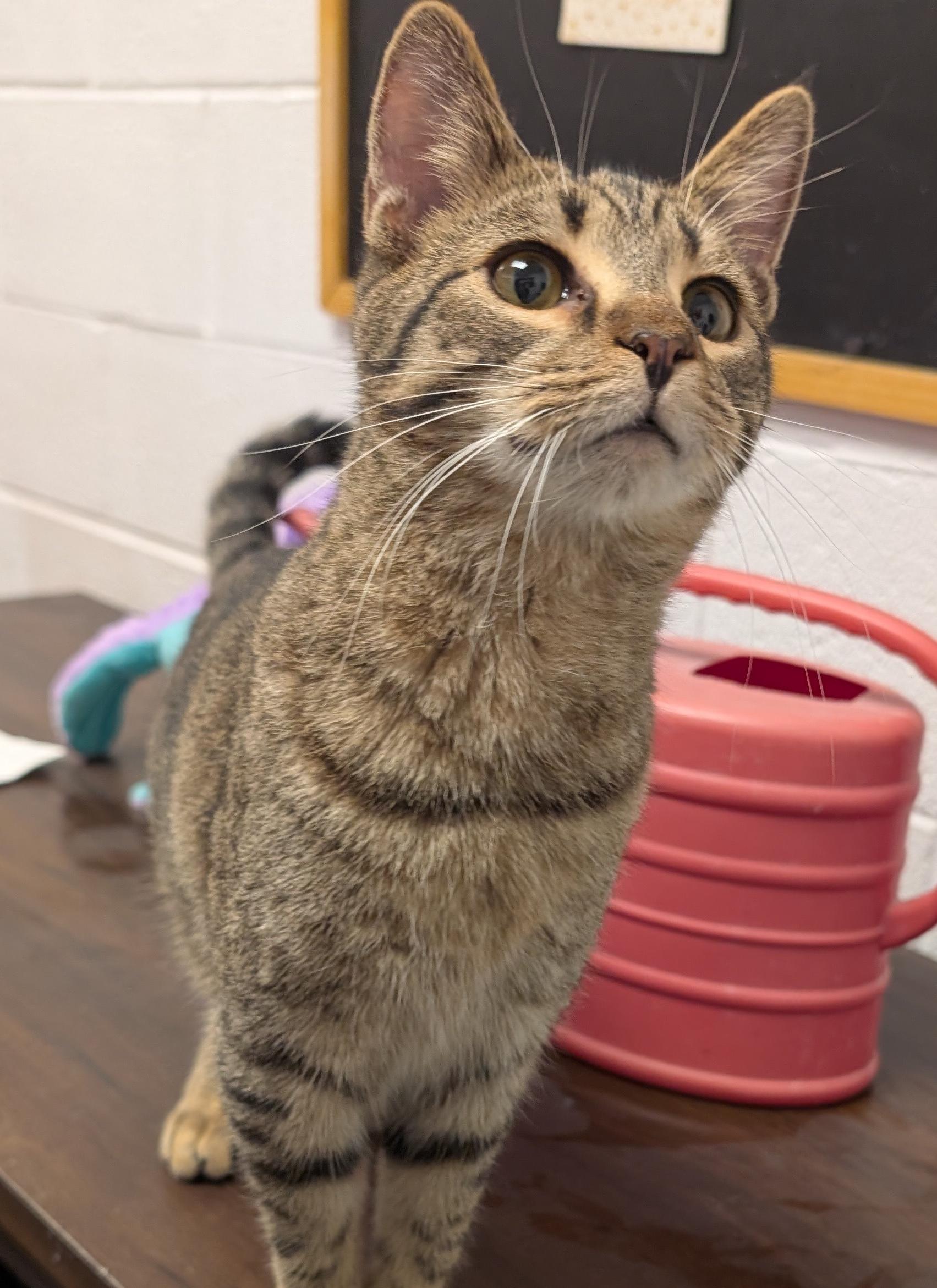 Enlarge Luke, a Adoptable Domestic Short Hair in Smithfield, NC image 3/5