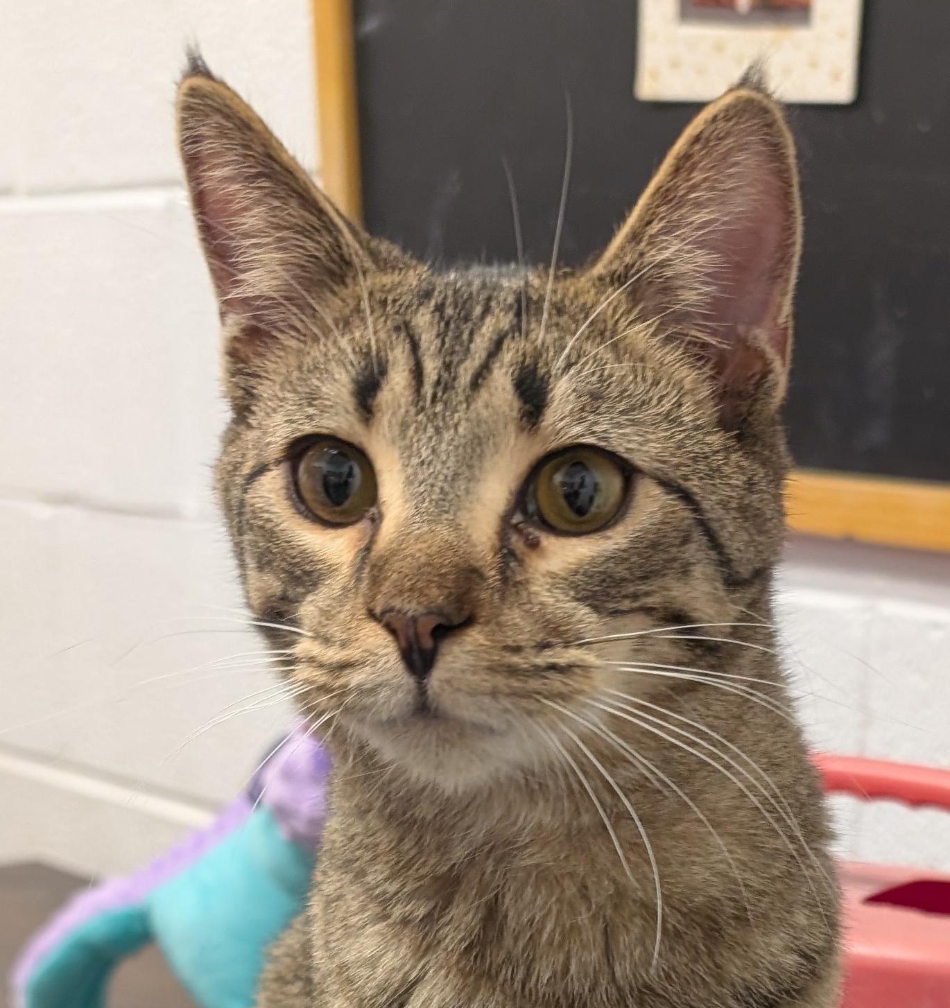 Enlarge Luke, a Adoptable Domestic Short Hair in Smithfield, NC image 2/5