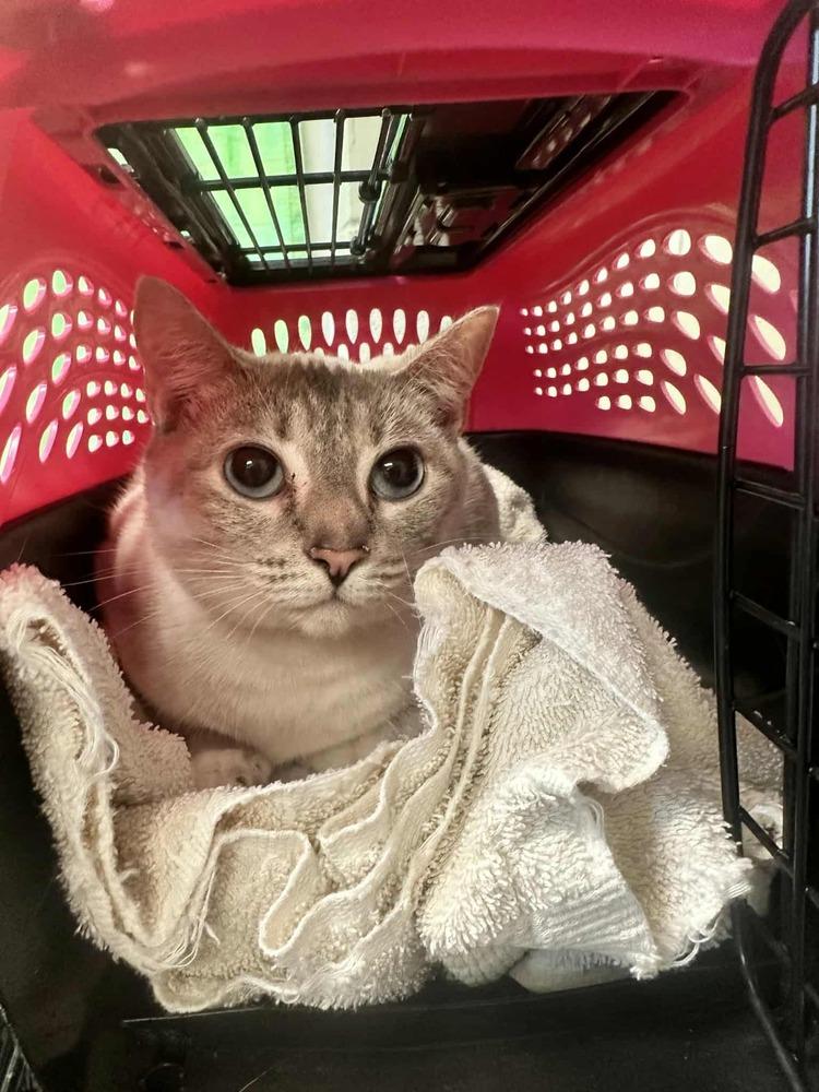 Duck, Adoptable, Adult Female Siamese.