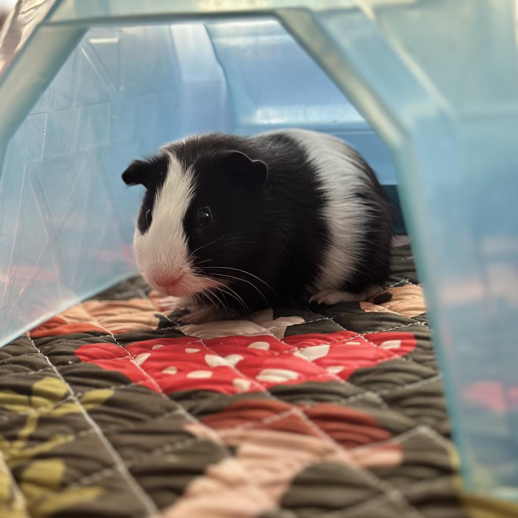 Gojo, Adoptable, Adult Male Guinea Pig.