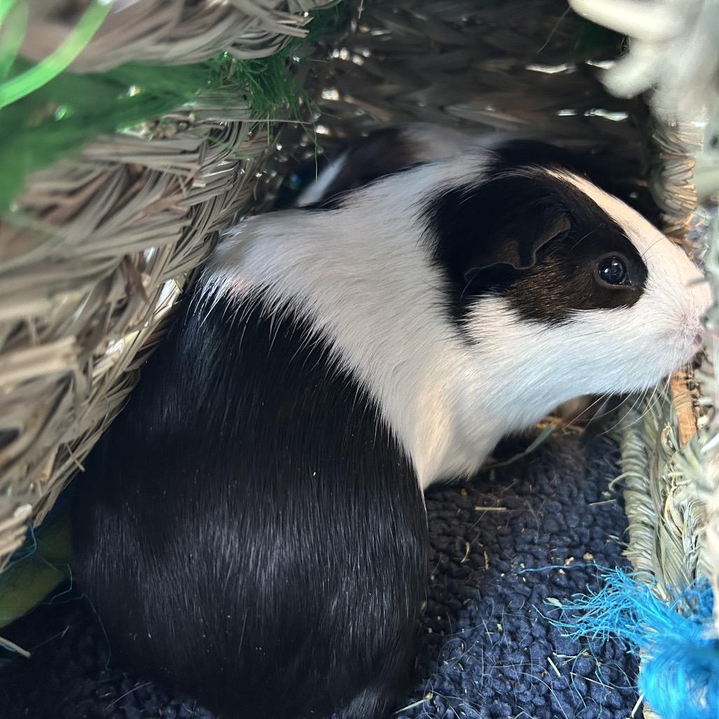 Enlarge Gojo, a Adoptable Guinea Pig in Las Vegas, NV image 2/4