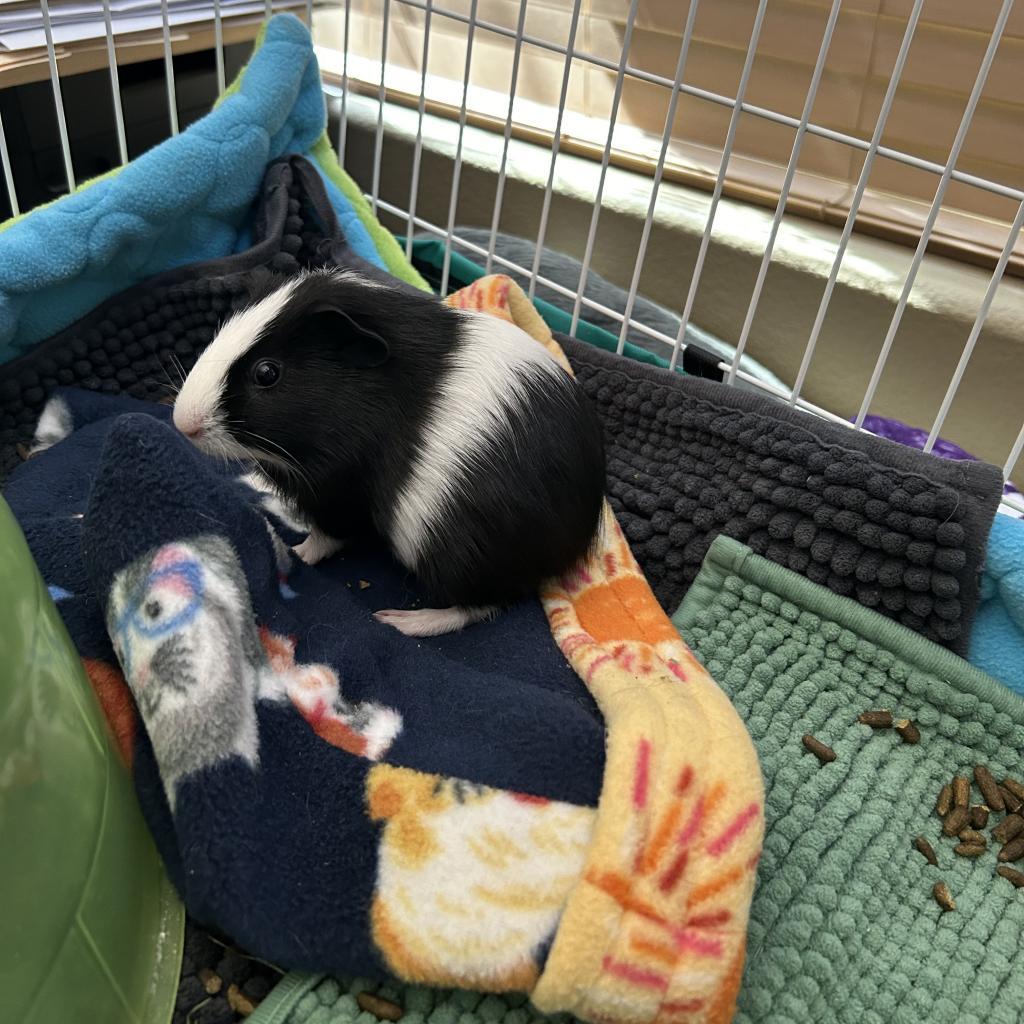 Enlarge Gojo, a Adoptable Guinea Pig in Las Vegas, NV image 3/4