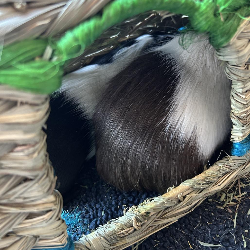 Enlarge Gojo, a Adoptable Guinea Pig in Las Vegas, NV image 4/4