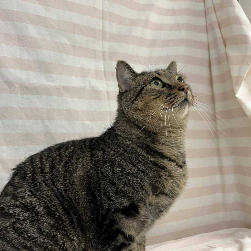 Gravy Boat, Adoptable, Adult Male Domestic Short Hair & Manx.