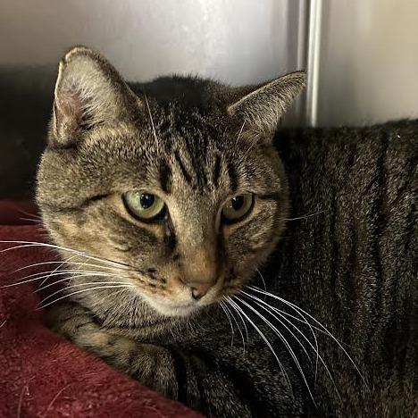 Enlarge Gravy Boat, a Adoptable mixed breed in Charlottesville, VA image 3/4