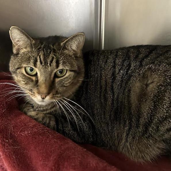 Enlarge Gravy Boat, a Adoptable mixed breed in Charlottesville, VA image 4/4