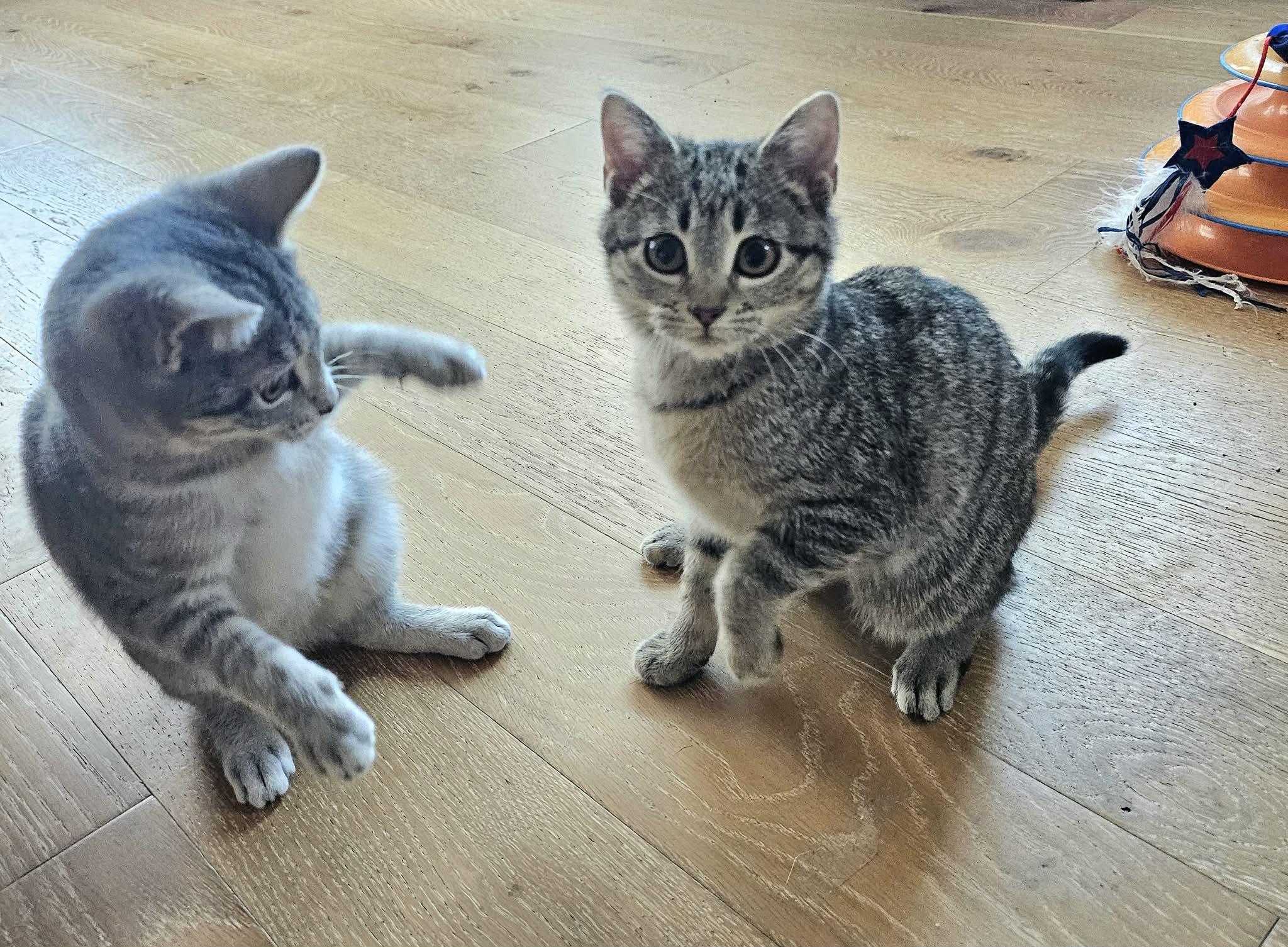 Enlarge Sharon, an adopted Domestic Medium Hair in McDonough, GA image 2/5