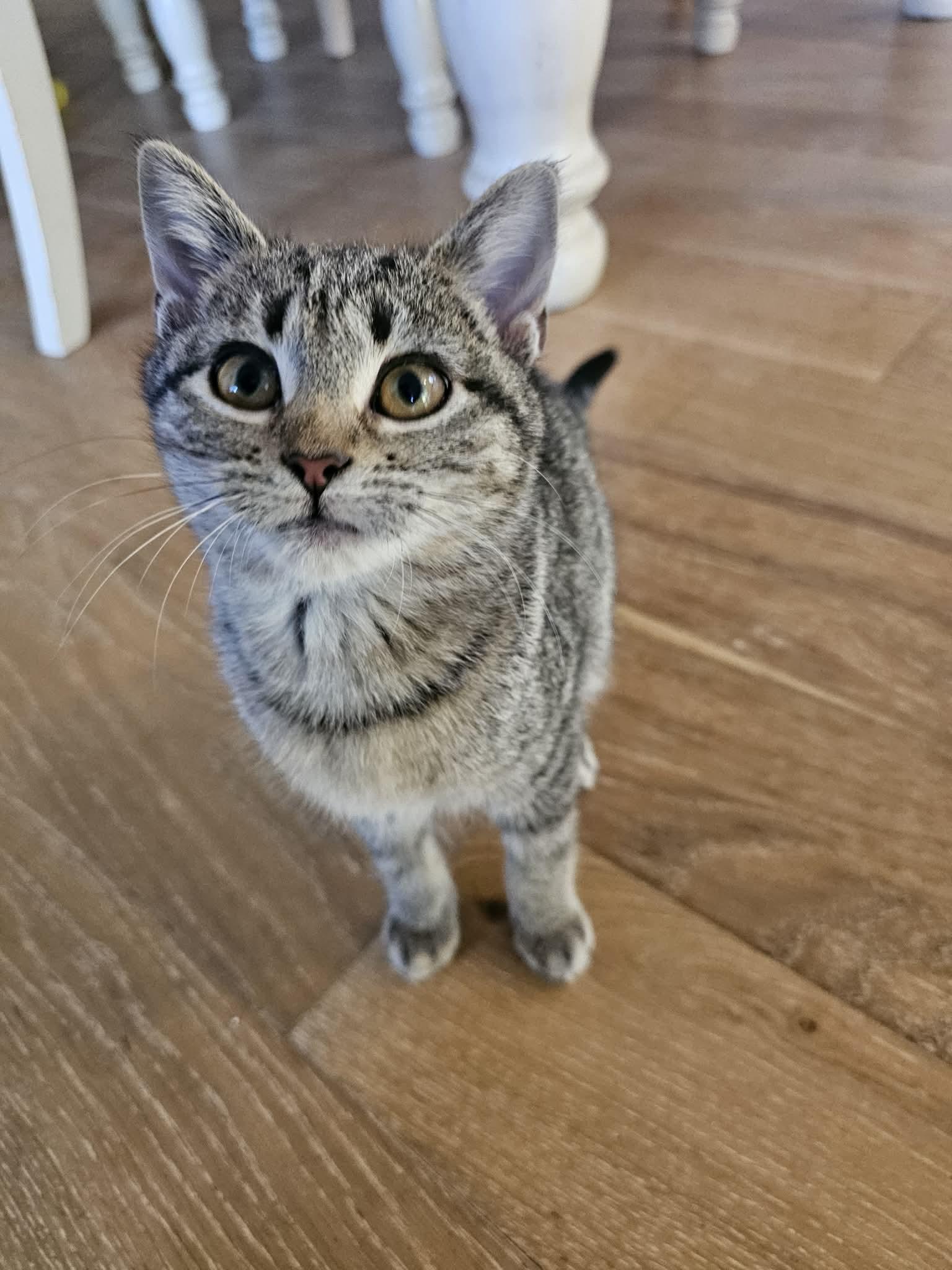 Sharon, ADOPTABLE, Kitten Female Domestic Medium Hair.