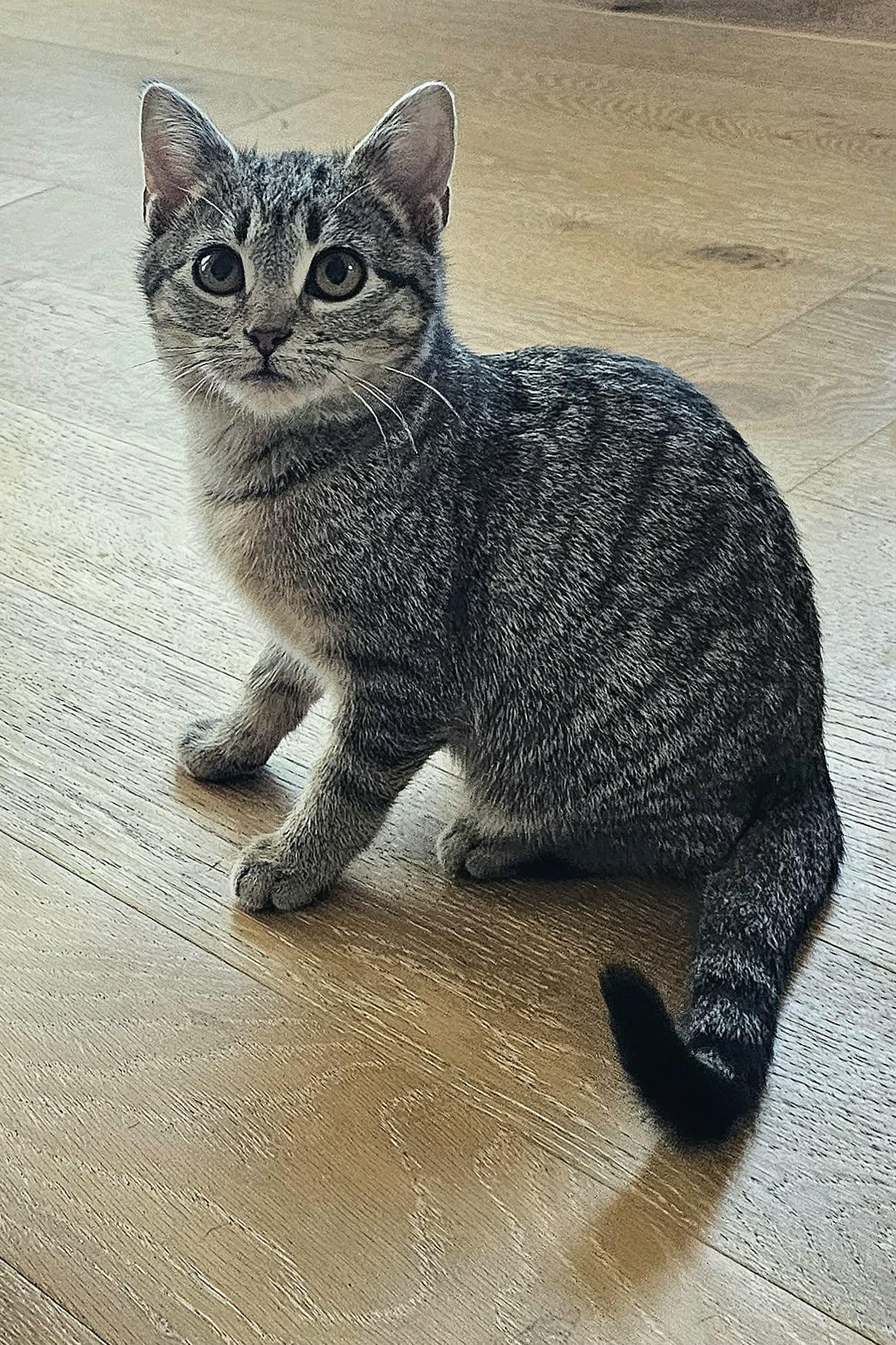 Enlarge Sharon, an adopted Domestic Medium Hair in McDonough, GA image 5/5