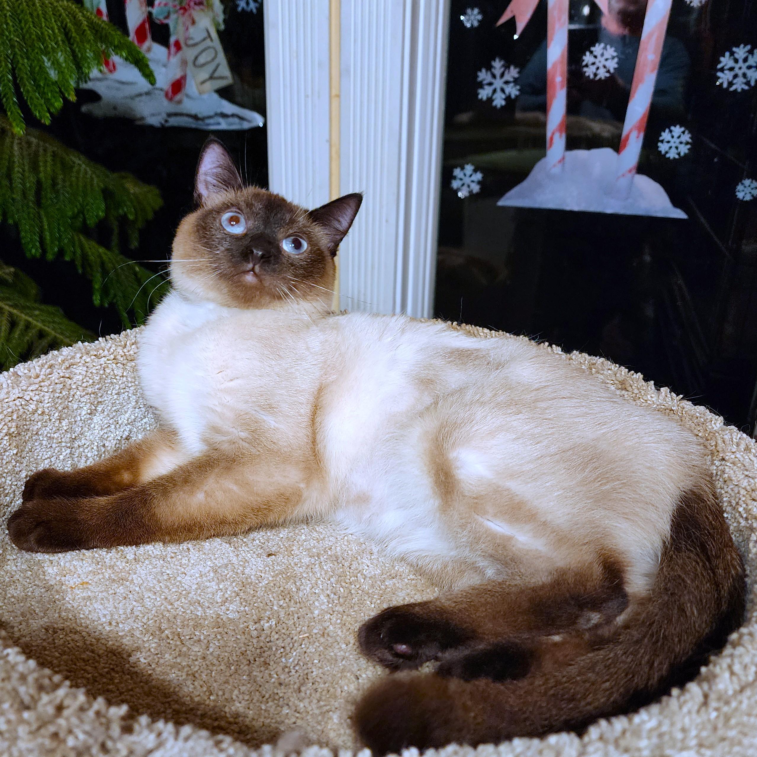 MAGNIFICENT MIRA - SEAL POINT SIAMESE, adopted, Kitten Female Siamese.