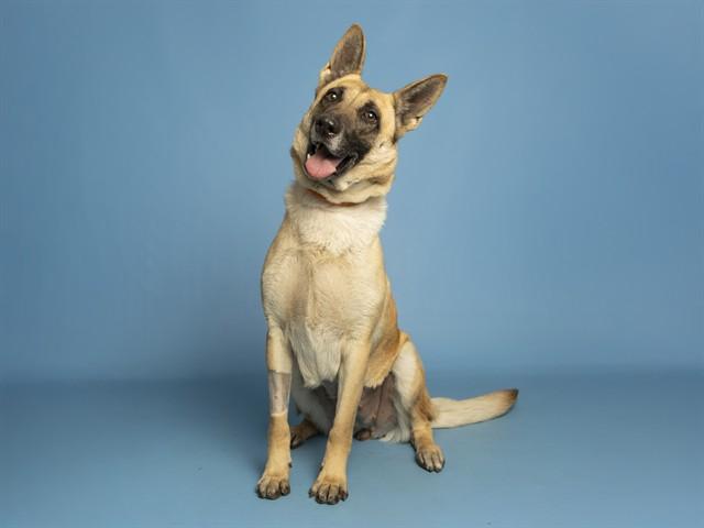 SAGA, Adoptable, Adult Female Belgian Shepherd / Malinois & Mixed Breed.