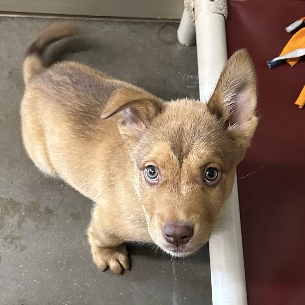Kip, Adoptable, Puppy Male Mixed Breed.