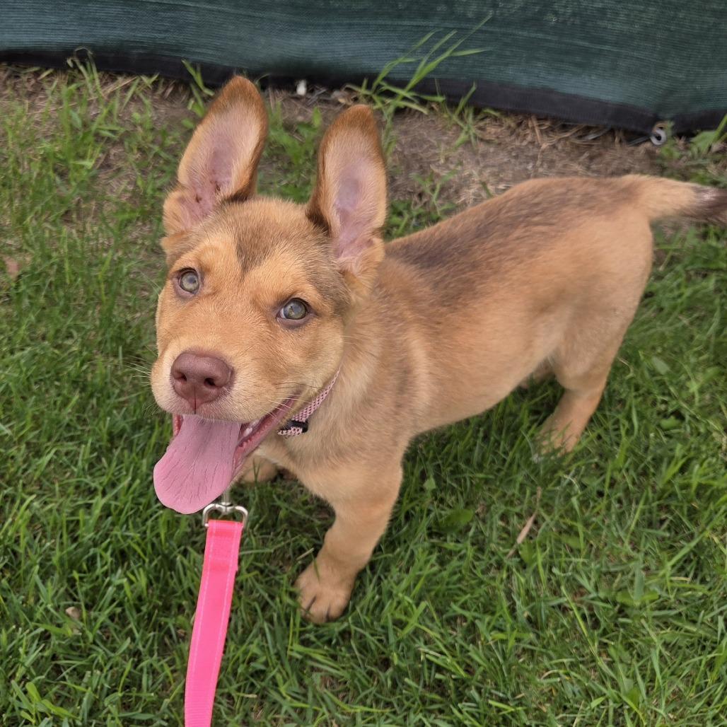 Enlarge Kip, a Adoptable Mixed Breed in Saskatoon, SK image 2/4
